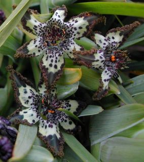 Exotic Starfish Iris RARE Ferraria Crispa Sweet Scent