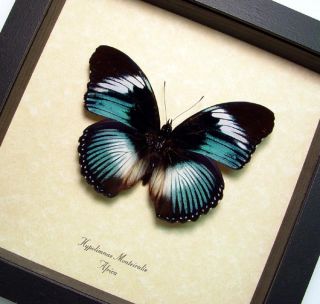 Blue Hypolimnas Monteiralis RARE Real Butterfly 116