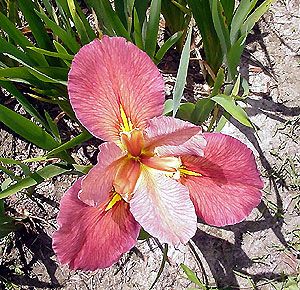 beautiful dark pink kirk strawn water iris plant in ground or in the