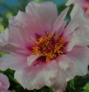 Single Pink Itoh Intersectional Peony Cora Louise Tuber Plant