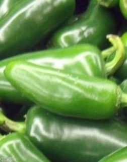 Early Jalapeno Heirloom Hot Pepper Open Pollinated Vegetable 50 Seeds