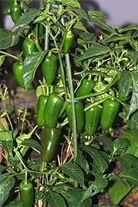 Jalapeno Pepper Seeds 50 Heirloom