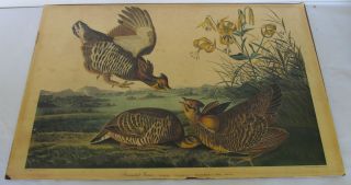 James J Audubon Most RAREST Piece Pinated Grouse R Havell 1834 Est $35
