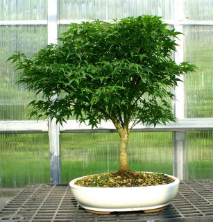 Bonsai Tree Japanese Maple Sharpes Pygmy JMSP 605B