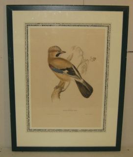 Antique J Gould Hullmandel Eurasian Jay Bird Lithograph