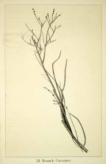 1872 Lithograph John Ruskin Branch Curvature Botanical Scientific Illustration  