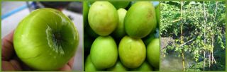 Jujube Jumbo Fruit 'Nom SOD' Z Mauritiana 1 Plant  