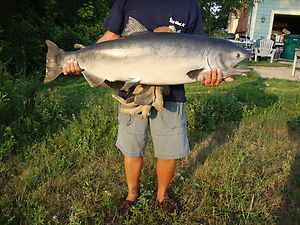 Awesome Big 43 Chinook King Salmon Real Skin Fish Mount 39lbs on