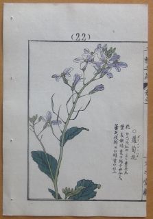 Kono Bairei Japanese Woodblock Flower Print 1900
