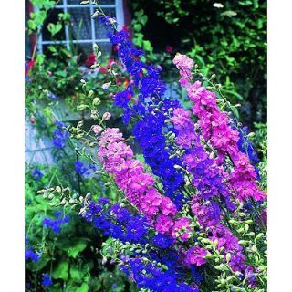 Larkspur Giant Imperial Mix Flower Seeds
