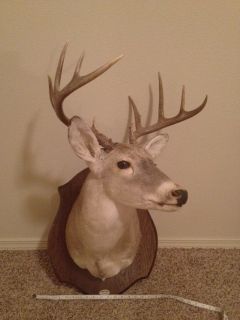 Deer Mount 10 PT 2 yr Old King Ranch Buck