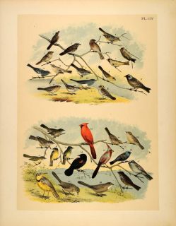 1881 Chromolithograph Birds Cardinal Flycatcher Sparrow Original