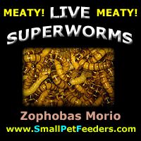 500 1000 Live Superworms 1 2 1 1 5 2  Reptile Food