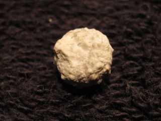 Cretaceous Echinoid Fossil