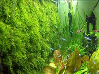 Xmas Moss Live Fish Tank Aquarium Plant Fern Java SU0
