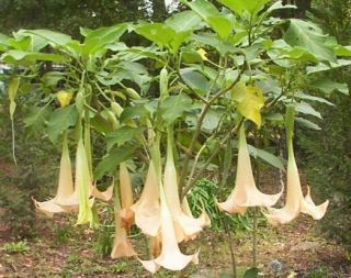 Live ☼ Peach Brugmansia Angel Trumpet ☼ 3 Gallon ☼ Tree Plant