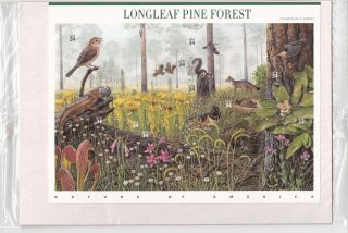 3611 Longleaf Pine Forest 4th of The Nature Mint NH