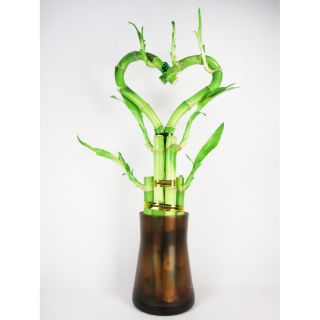 Live Heart Shape 6 Style Lucky Bamboo Plant Arrange w Tall Glass Vase