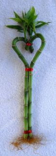 Lucky Bamboo 8 Heart Shaped Plant