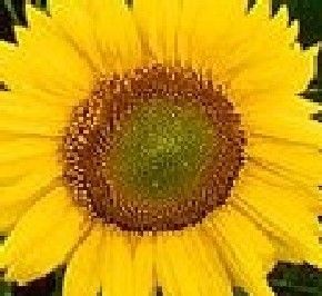 Russian Mammoth Sunflower 25 Seeds Large Sun Flower Garden Fresh 2012