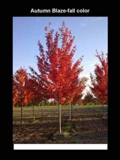 Autumn Blaze Maple Tree Fast Shade and Fall Color 4 5 ft Tall $18 50