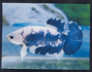 Betta Fish Male Plakat 100 Personalized Business Cards 1050