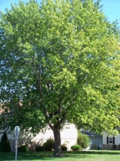 Silver Maple Shade Tree 30 Seed