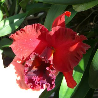 NEW 2Lead Outstanding Color FRAGRANT Cattleya Mem Mary Anderson Orchid