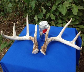 NICE 4x4 Whitetail Deer Shed Antlers Crafts Horns Dog Chews Taxidermy
