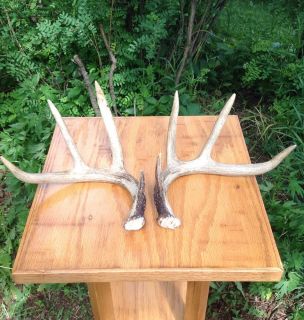 Dark 4x4 Whitetail Deer Shed Antlers Craft Horns Dog Chews Taxidermy