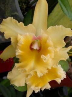 BLC Emily Simmons Mendenhall Am AOS Orchid Plant
