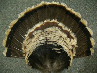 Merriam Wild Turkey Tail Fan Feathers Fletching Crafts Fly Tying Wings