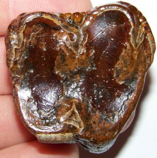RED SANTA FE BABY MAMMUT AMERICANUM TOOTH FLORIDA fossilized teeth ice