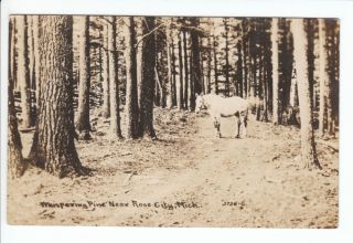 Rose City MI Michigan Ogemaw County RPPC Postcard Whispering Pines