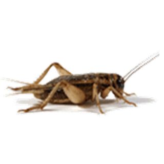 Live Crickets 1/8 Inch 1 wks old, 500ct to 4000ct, Reptile Food (FREE
