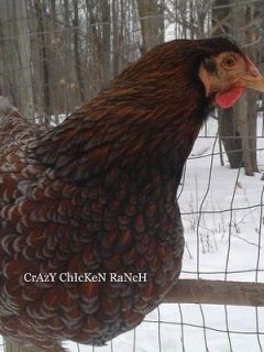 Newly listed 12 Blue Laced Red Wyandotte Dark and Beautiful Chicken
