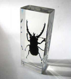 Beetle Specimen Glass Block Paperweight Desk Decor Oddity Odd Gift L