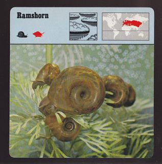 RAMSHORN Snail 1975 1980 SAFARI ANIMAL FACT PHOTO CARD English 75 11