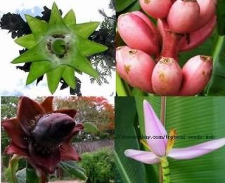 10 Mixed Banana flower seeds, Ensete, Musa (Not Plants)