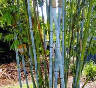 Blue Bamboo Plant * Seed Packet with Planting Information