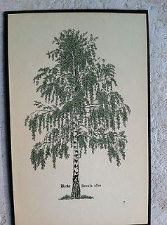 ANTIQUE botanical TREE PRINT forrest BIRCH lumber wood roots leaves