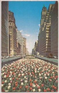New York City Postcard Tulip Beds on Park Avenue 1961 NYC Postmark