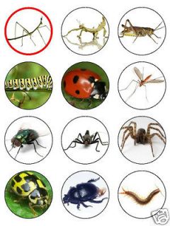 Bugs Insects 12 x edible cup cake toppers ladybird spider