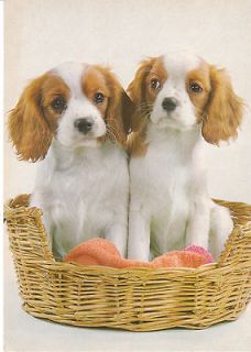 Postcard Brittany Spaniel Puppies in Basket Continental Dog Card