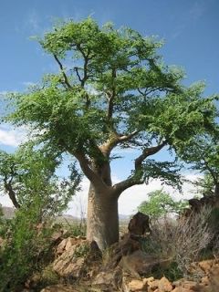 Moringa Oleifera seedsMiracle Tree~Medicina l Plant seeds