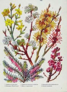 Jasminum Viburnum Hamamelis Daphne Flower Plant Print