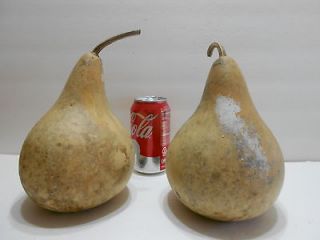 MED. PEAR SHAPED DRIED GOURDS CLEANED #C Stands Alone