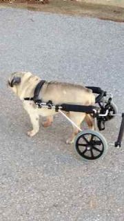 Wheels for Dogs, Dog Wheelchairs UK made.